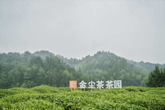 世界茶日 | 杨洋溯源金尘茶贵州茶园，推广中式新茶饮