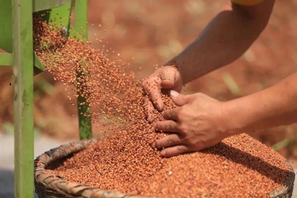  重读秦含章，中国食品工业的前瞻智慧丨仙秦荟匠心传承，跨越世纪的酒香传奇