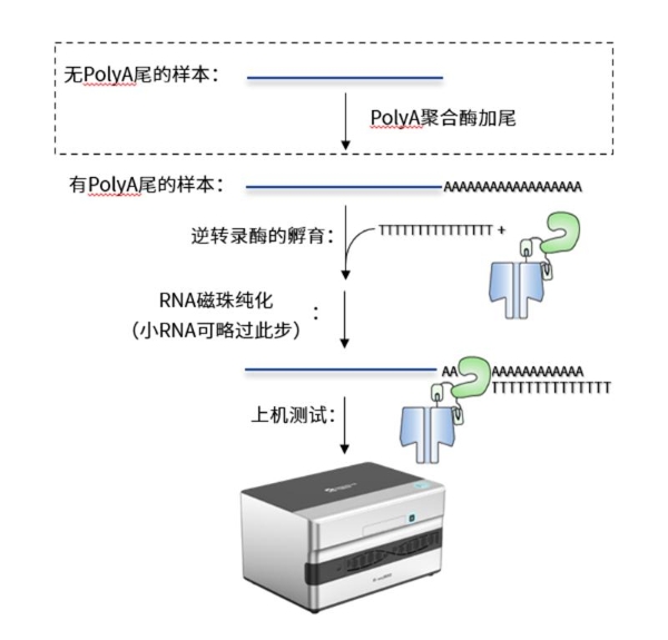 重塑测序版图，今是科技全新一代“边合成边纳米孔测序技术”震撼升级