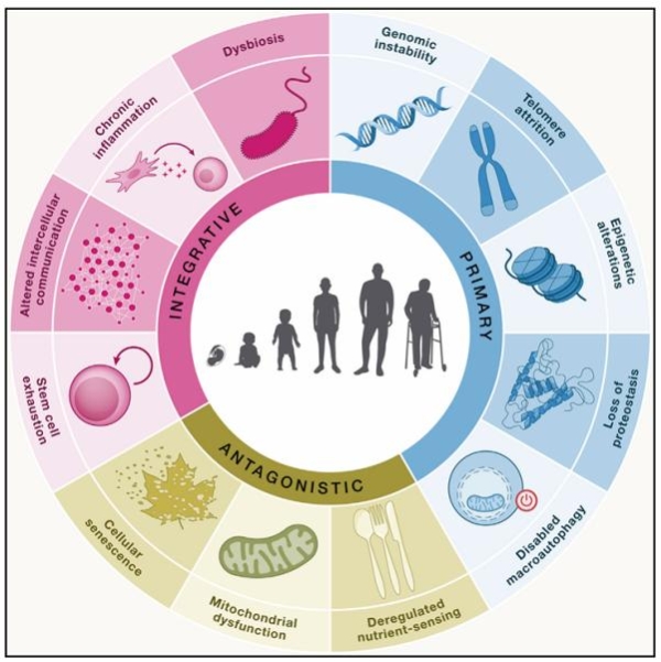 华熙生物震撼发布：细胞精准调控技术，开启再生医学护肤科技新纪元！