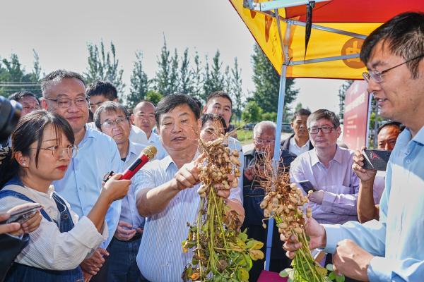 胡姬花全球花生产业研究院项目科研落地：古法技艺传承赋能种质安全良种，助力花生产业高质量发展！