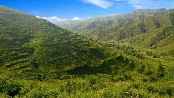 振东深耕道地中药材，共绘乡村振兴希望田野图