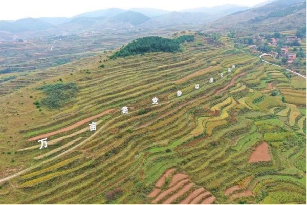 振东深耕道地中药材，共绘乡村振兴希望田野图