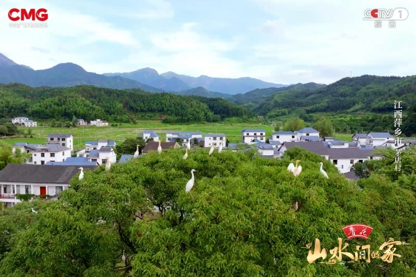 花生丰收，白鹭翩跹，《山水间的家》邀您赴绿色乡村，赏生态画卷！