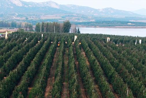 黄胖子维纳斯苹果新产季发布会：品牌化战略助力中国苹果产业升级