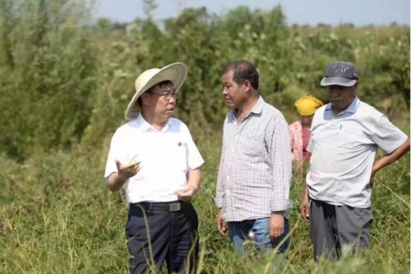 振东深耕道地中药材，共绘乡村振兴希望田野图