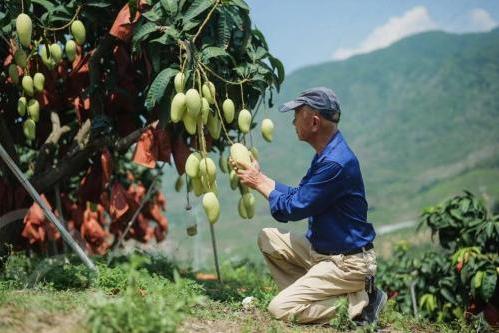  远方好物：构建田间到餐桌的绿色桥梁