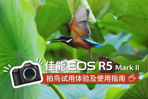 佳能EOS R5 Mark II拍鸟试用体验及使用指南