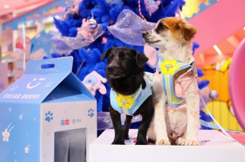 名创优品焕新“公益蓝”主题店，捐2000份暖冬猫窝守护流浪动物过冬