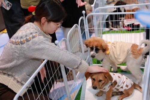 名创优品焕新“公益蓝”主题店，捐2000份暖冬猫窝守护流浪动物过冬