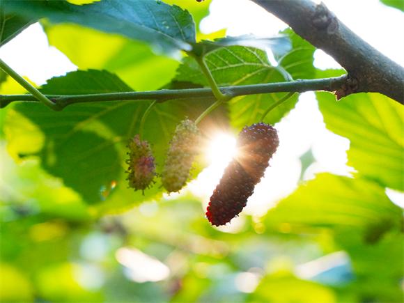 中禾宝桑：以品质赢得市场信赖