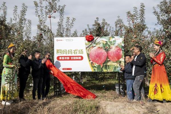  一年一季冰糖心，钱大妈阿克苏苹果基地迎丰收