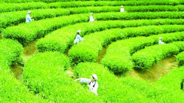  老店重装 龙毫迎新 双破三亿 续写传奇 为何茉莉花茶还是张一元的香