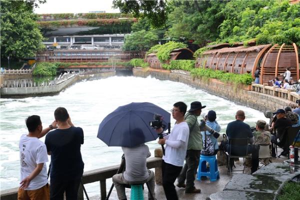 厦门筼筜湖拍摄热潮，佳能高速对焦助力精准捕捉生态奇观