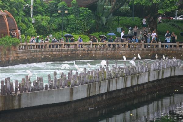 厦门筼筜湖拍摄热潮，佳能高速对焦助力精准捕捉生态奇观