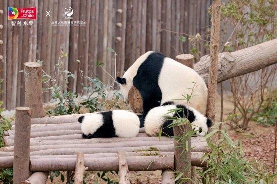  Frutas de Chile智利水果捐助“丰容计划” 践行大熊猫保护公益