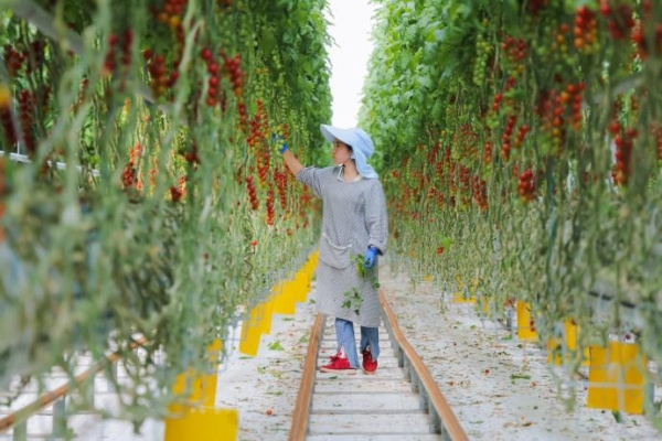 华润万家焕乡计划之百家基地建设首站，大理七彩串收番茄果蔬种植认证基地正式揭幕 