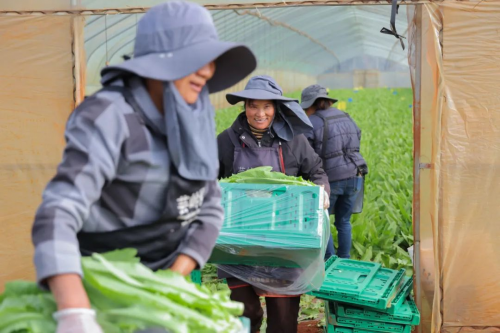 华润万家焕乡计划之百家基地建设第三站，盘龙芸岭蔬菜基地正式揭幕