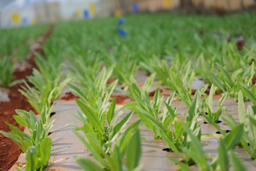 华润万家焕乡计划之百家基地建设第三站，盘龙芸岭蔬菜基地正式揭幕