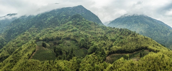 骏德茶厂：一位茶饮投资者的武夷山寻根之旅