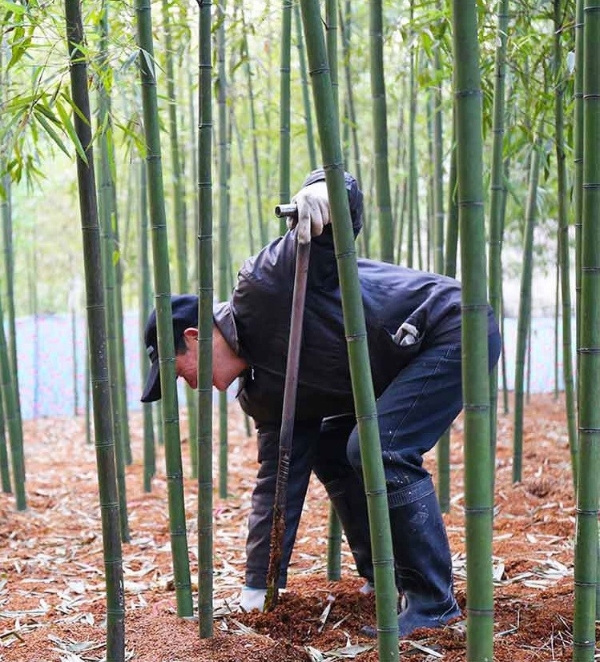 钱大妈直采天目山雷笋，把江南的春天寄往全国