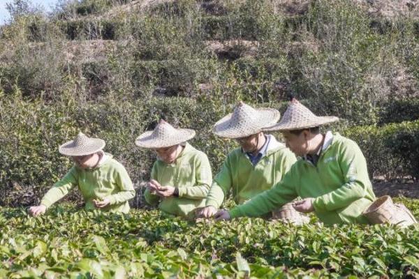  茶巢品牌日：以茶为舟，载万里茶道之魂