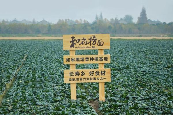 和府捞面溯源黑塌菜，打通“菜园子”到“菜盘子”