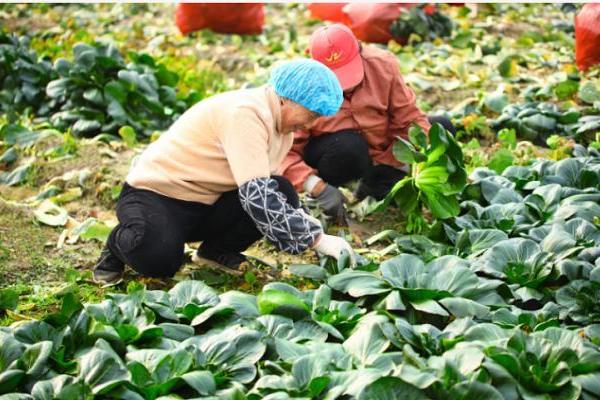 和府捞面溯源黑塌菜，打通“菜园子”到“菜盘子”