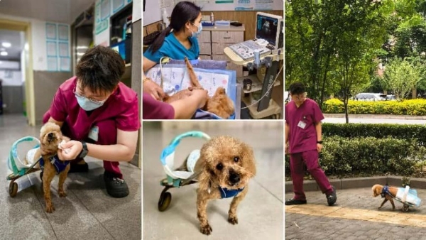 以爱之名，托举残缺希望：新瑞鹏残疾动物救助之路
