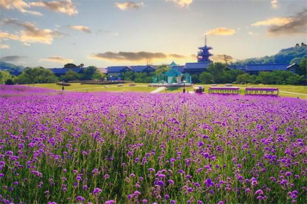 紫色花海遇见AI光影 无锡拈花湾打造最潮端午度假地