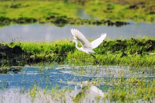  国际生物多样性日： 苏伊士致力于全球保护和修复生物多样性