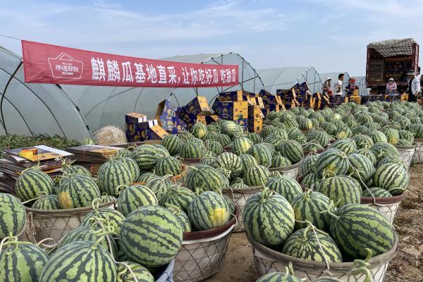 钱大妈直采麒麟瓜，农户种出甜日子