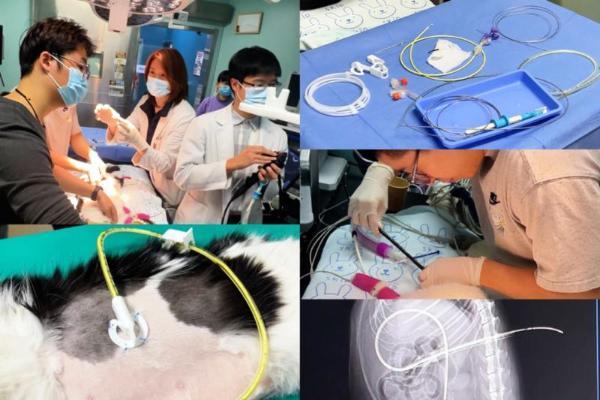  微创技术领域再升级：新瑞鹏旗下宠物医院重建消化系统生理功能，让爱宠重焕生机