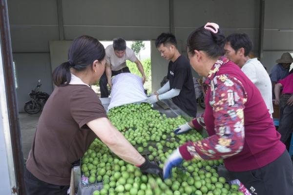 从“酸果子”到“绿经济”：溜溜梅生态产业链打造助农新模式