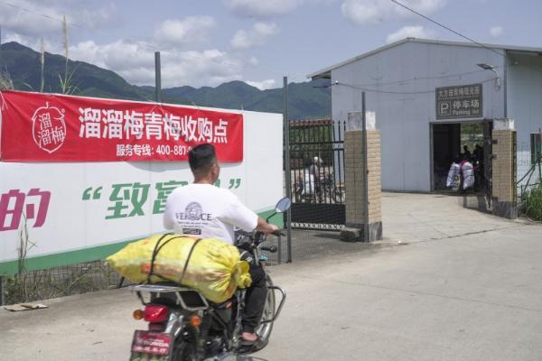 从“酸果子”到“绿经济”：溜溜梅生态产业链打造助农新模式