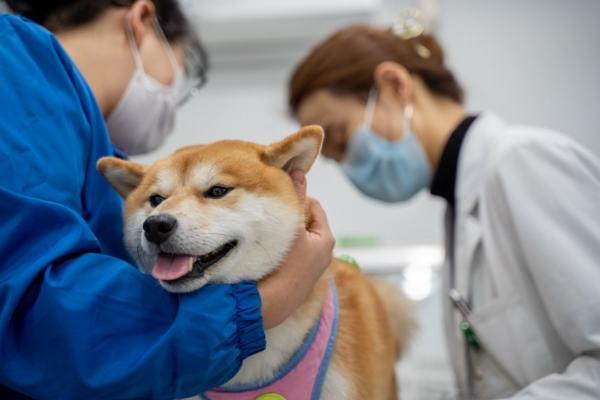 全国无幽日提醒：小心！你和宠物的亲密互动可能暗藏健康危机