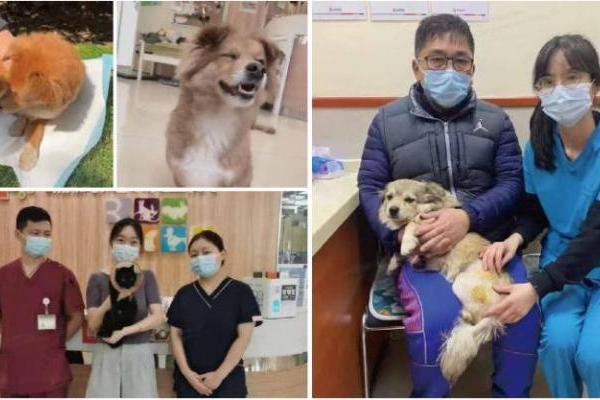 以爱之名，托举残缺希望：新瑞鹏残疾动物救助之路