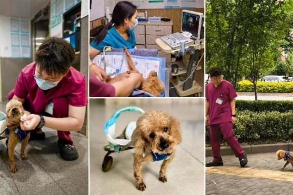 以爱之名，托举残缺希望：新瑞鹏残疾动物救助之路