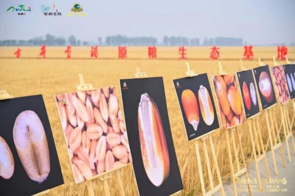 蔡学飞：从一粒麦到一滴酒，读懂古井贡酒的品质信仰