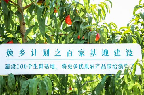 华润万家焕乡计划之百家基地建设，蒙阴蜜桃基地正式授牌