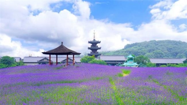 王牌综艺再临拈花湾 文旅融合典范引业界瞩目