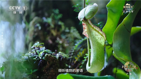 植物医生首登央视 | 演绎纯净美肌护肤哲学