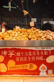 当山城烟火遇见小天鹅:一只“老道”新鹅的重庆邻里记