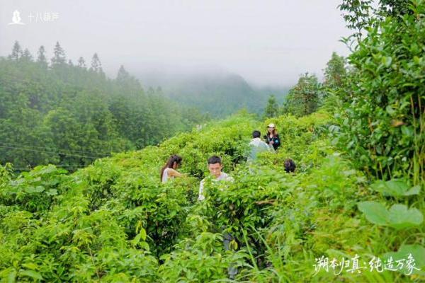  十八葫芦品牌升级发布会暨雪峰山四天三夜溯源之旅：一场自然与文化的纯粹对话