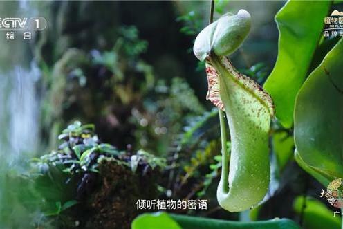 植物医生首登央视 | 演绎纯净美肌护肤哲学