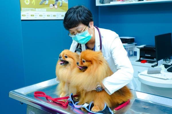 专访新瑞鹏心脏科兽医专家苏钰雯：一场关于专业、理性与善意的诊疗选择