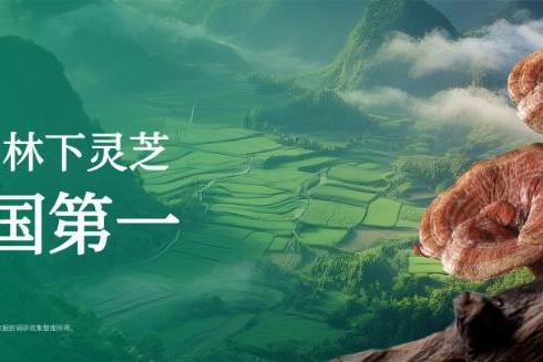 从深山秘境到消费信任：华弘草芝堂如何用“真实溯源直播”定义灵芝 滋补 行业新标杆？