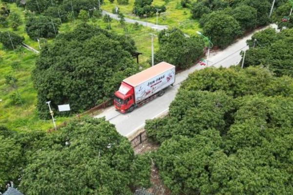  最大规模荔枝助销丨京东物流联合生态伙伴开启岭南荔枝全国产销对接