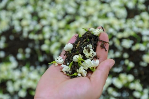 琉璃净多店齐开！广东潮汕十店同签引爆东方茶饮扩张潮 