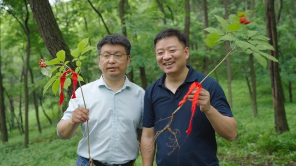 首届人参产业发展促进会圆满成功！政企协研共创集安“国参故里”金名片 